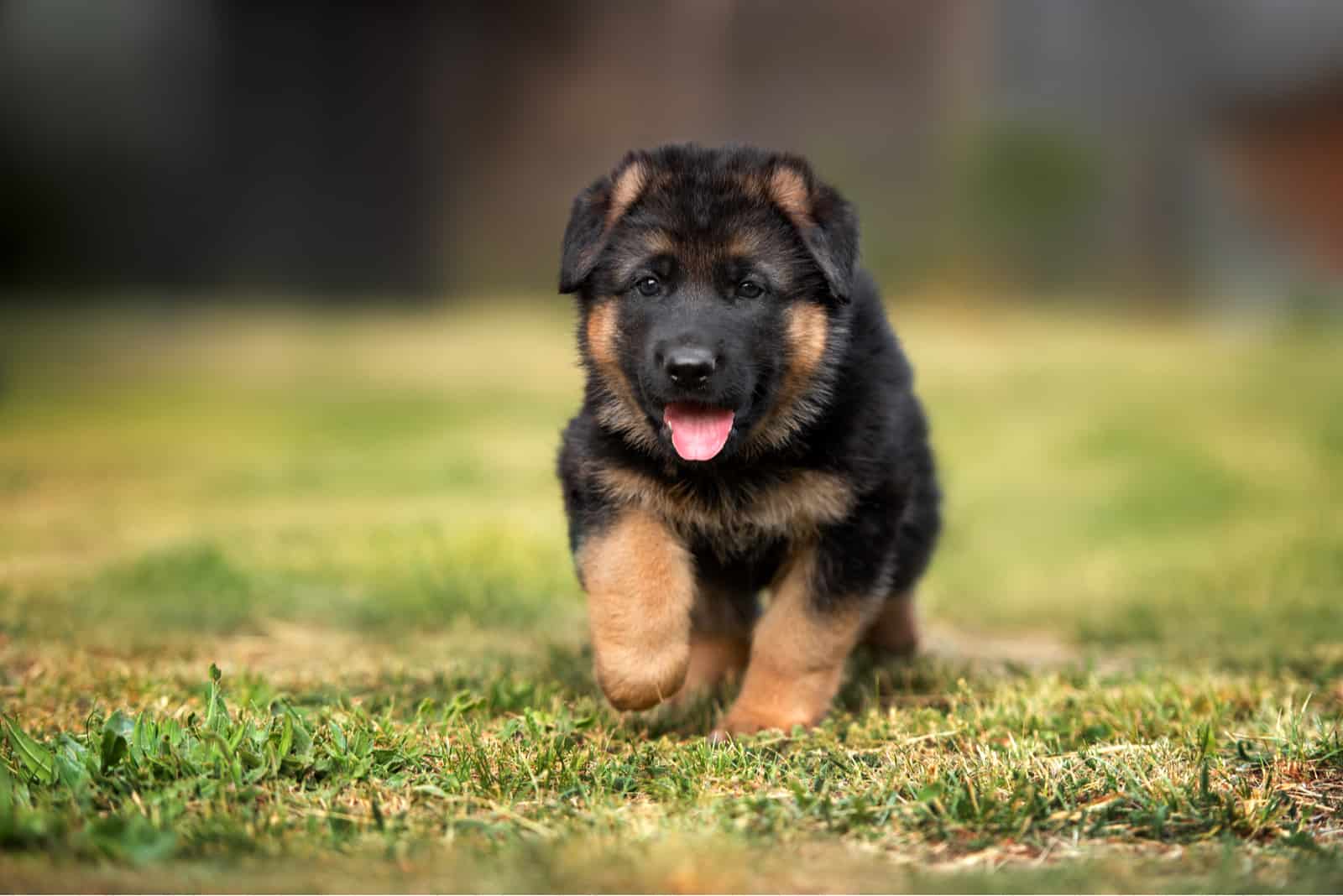 cachorro de pastor alemán caminando en el parque