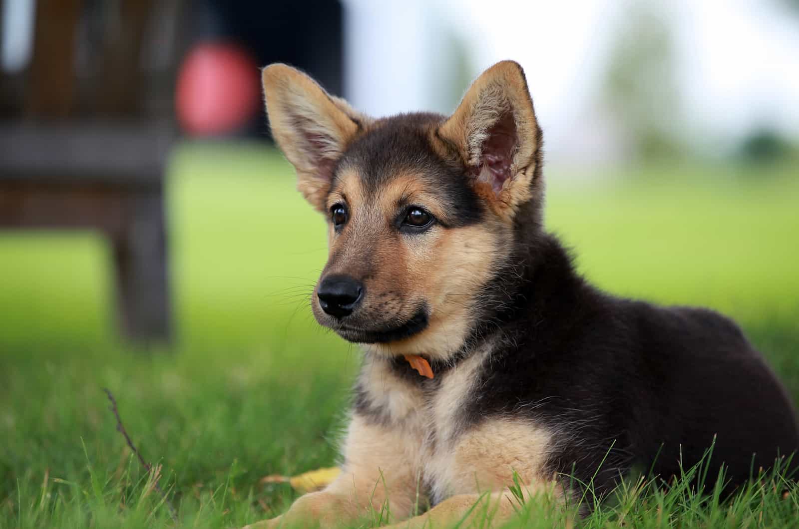 cachorro de pastor alemán con un collar