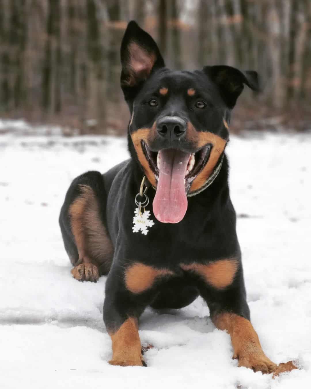 mezcla de pastor alemán y rottweiler en la nieve