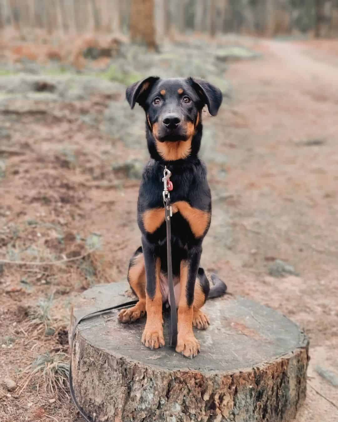 cachorro mezcla de pastor alemán y rottweiler