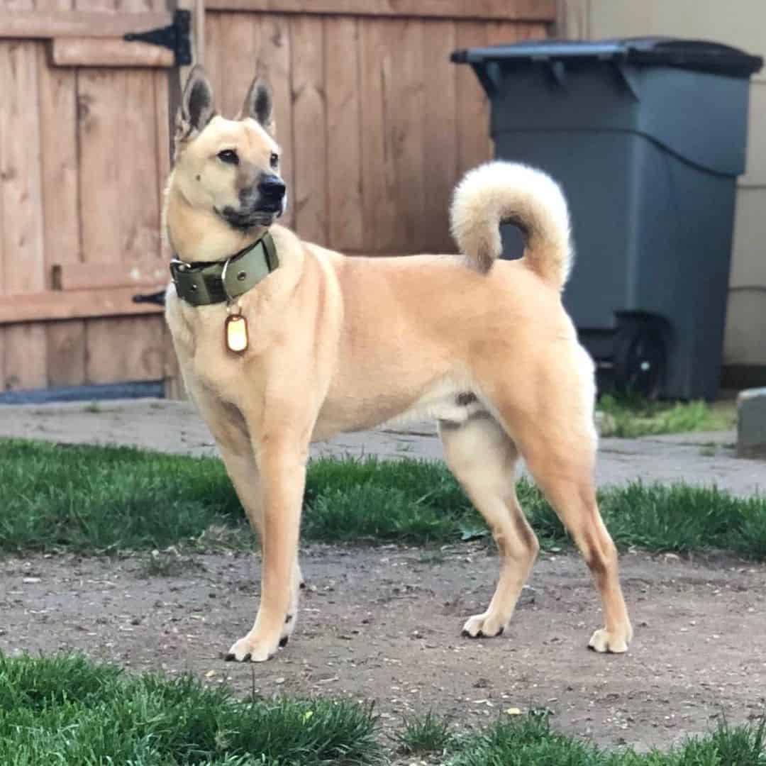 Mezcla de pastor alemán shiba inu