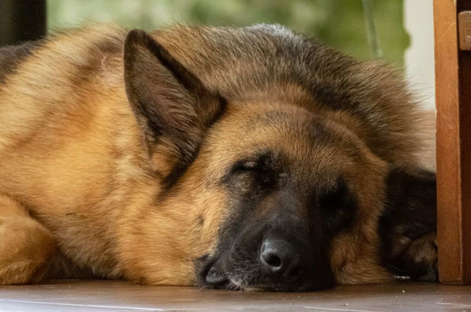 pastor alemán durmiendo en el suelo