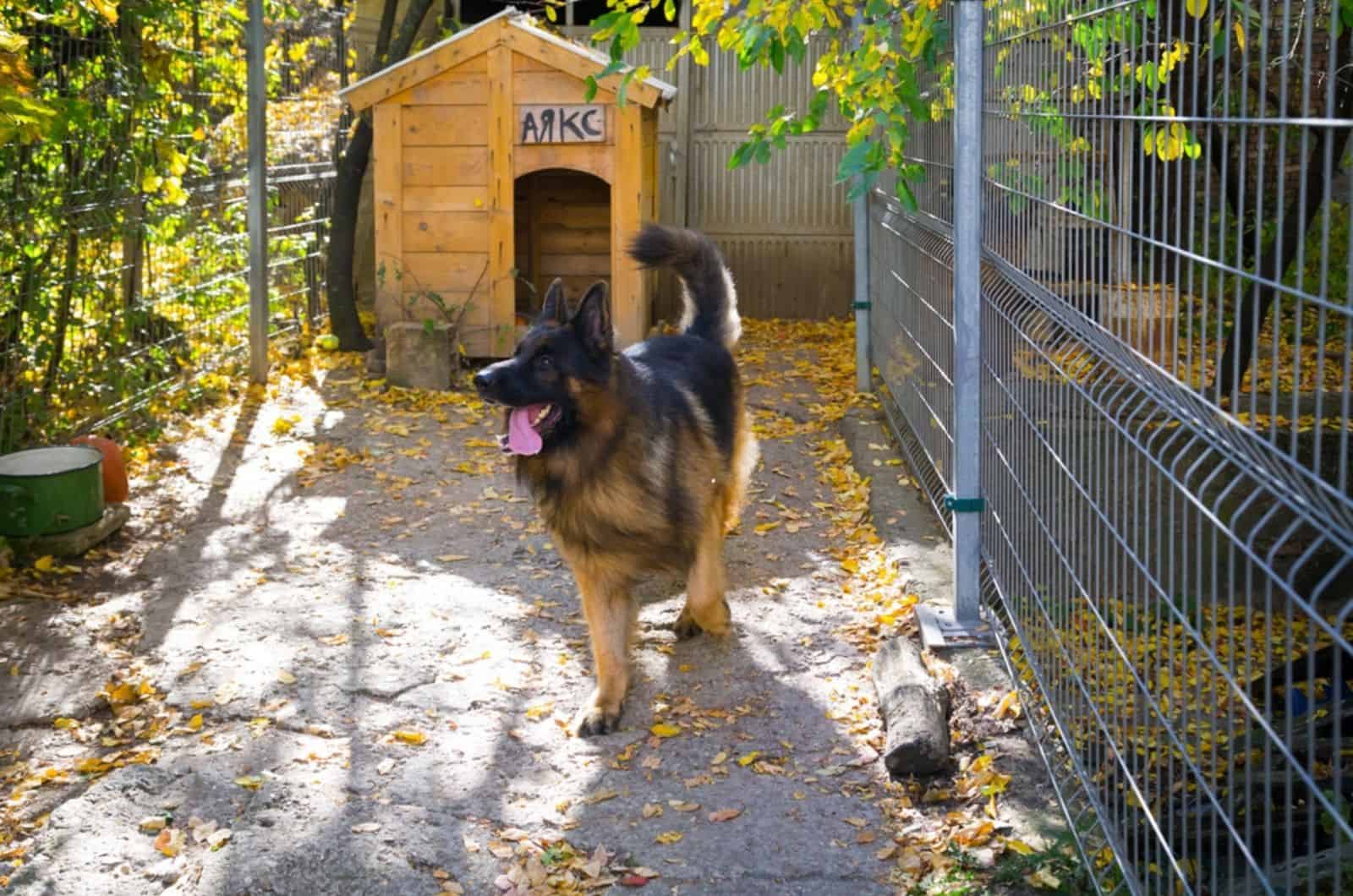 pastor alemán de pie cerca de la caseta para perros en otoño
