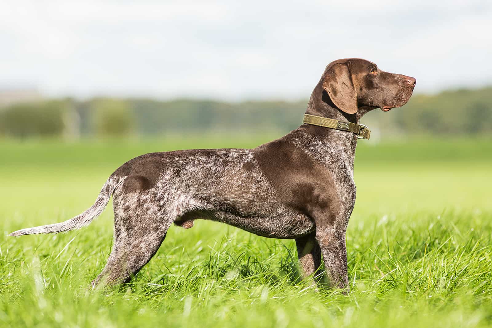 Pointer alemán de pelo corto de pie en el campo