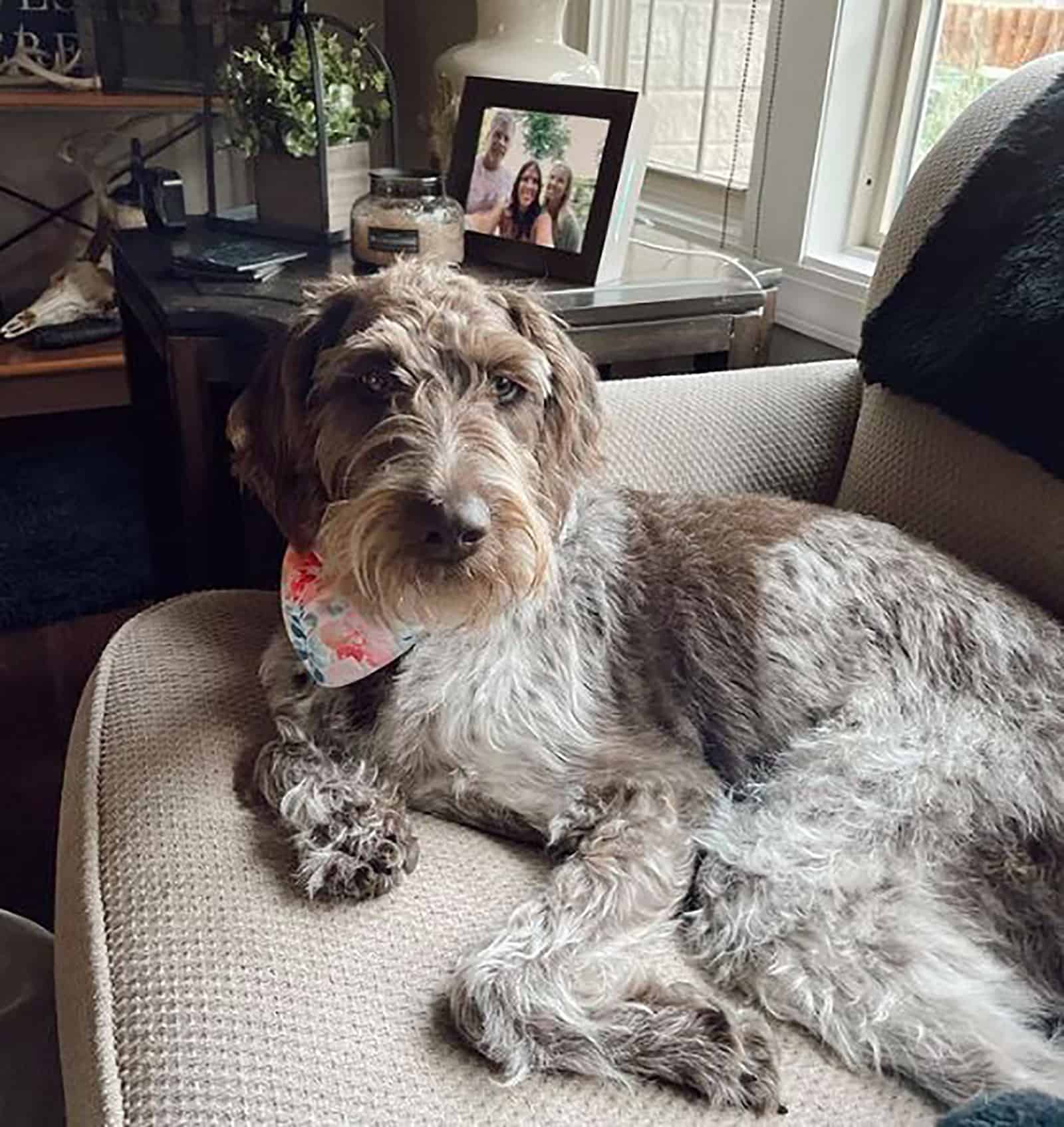 poodle braco alemán de pelo corto
