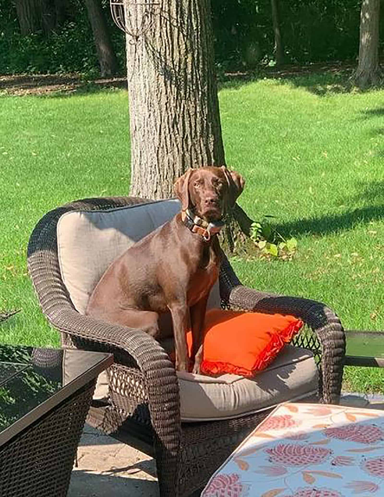 weimaraner de braco alemán de pelo corto