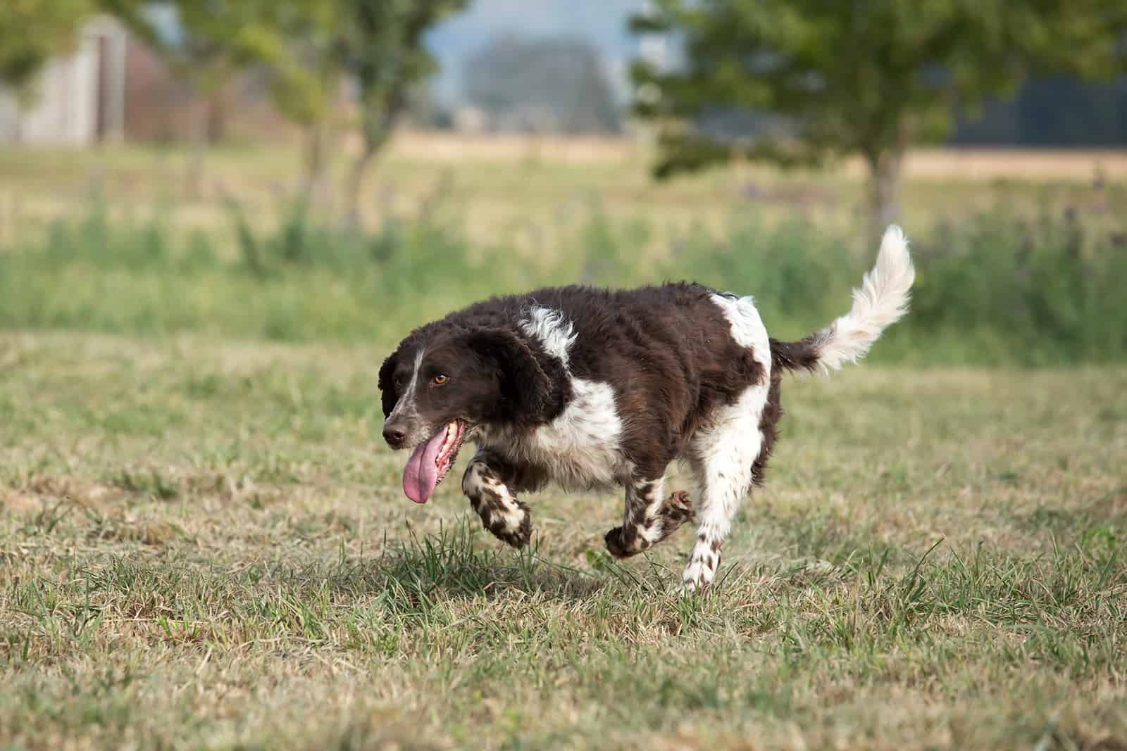 Spaniel Alemán corriendo