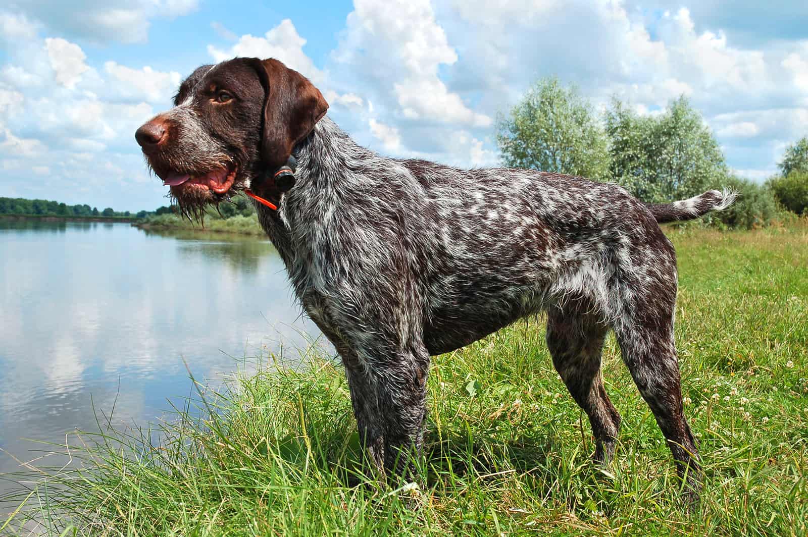 Pointer alemán de pelo duro de pie en el río