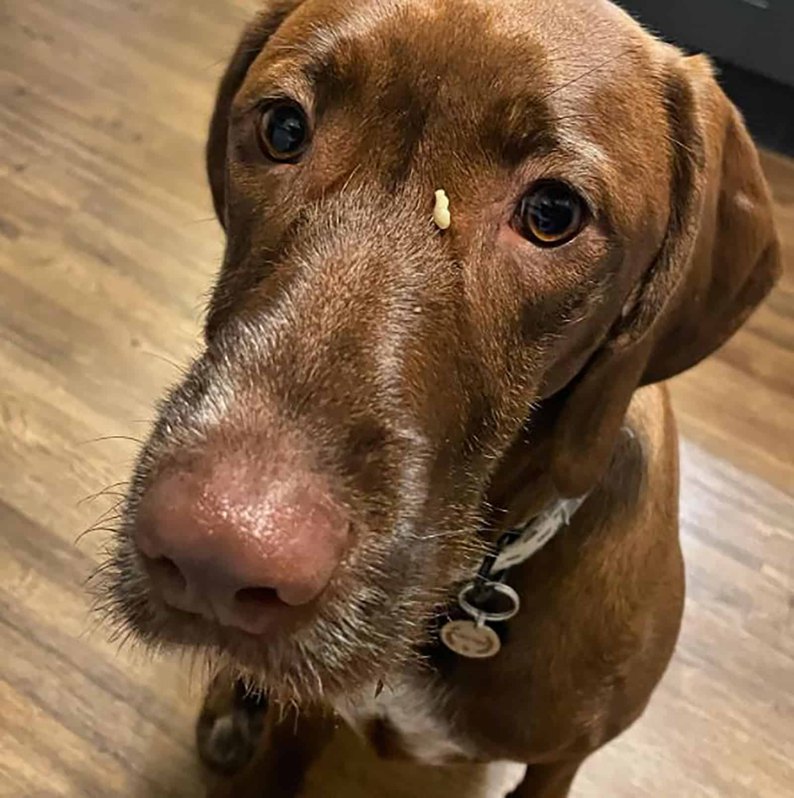 vizsla apuntador de pelo duro alemán