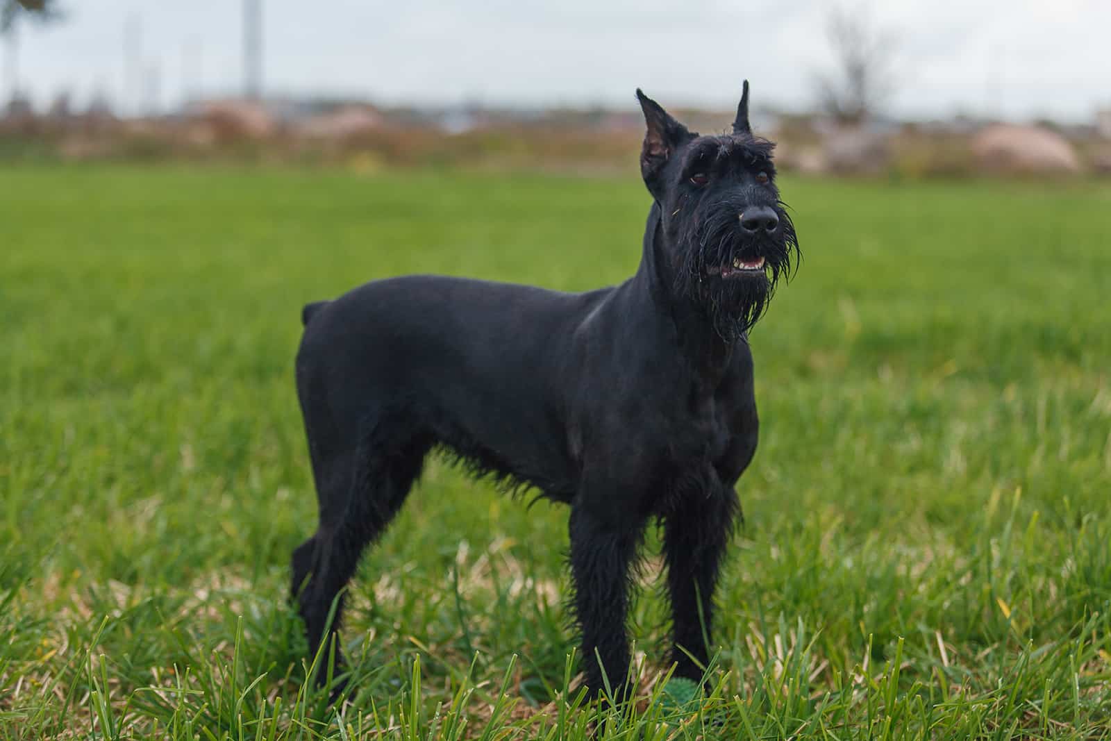 Schnauzer gigante de pie sobre el campo de césped