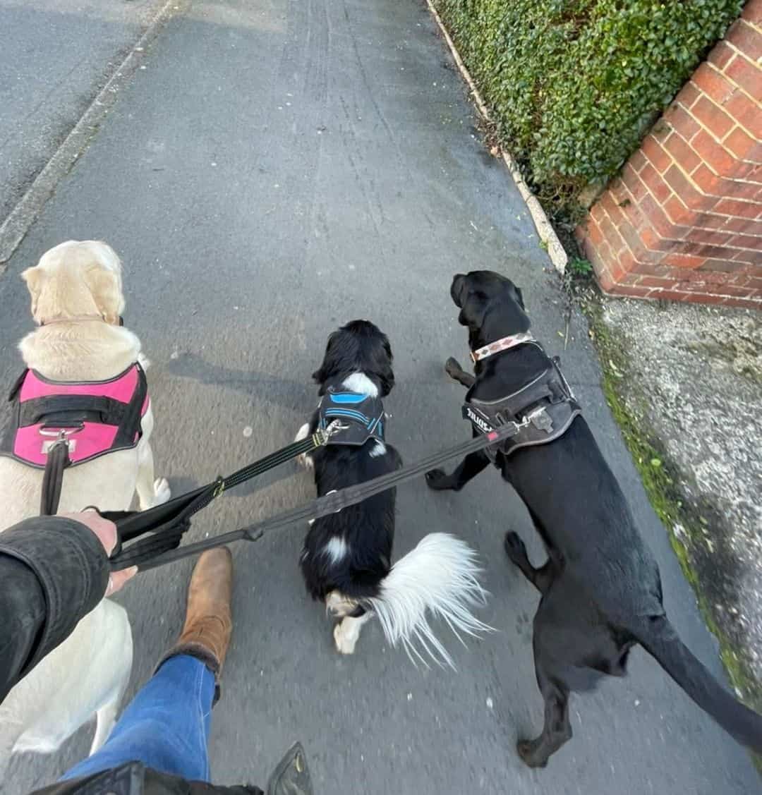 chica paseando sus perros