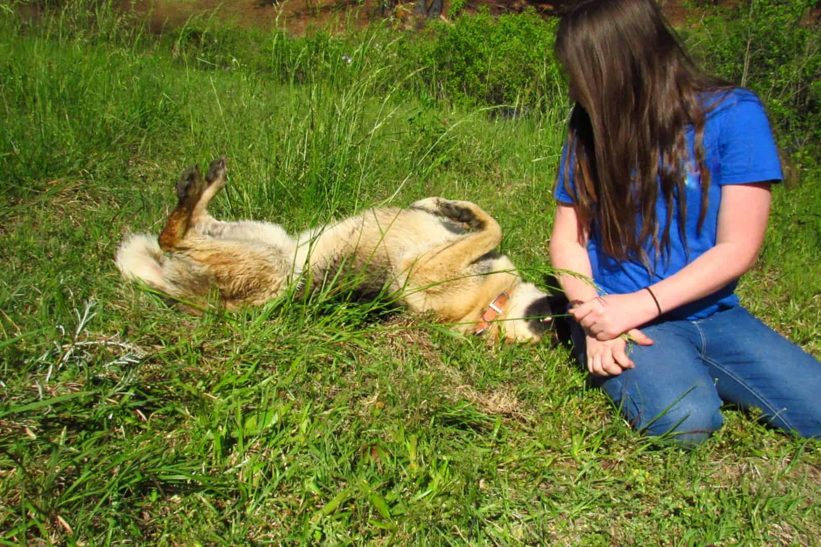 niña mirando al perro Pastor Alemán rodando en el césped jugando