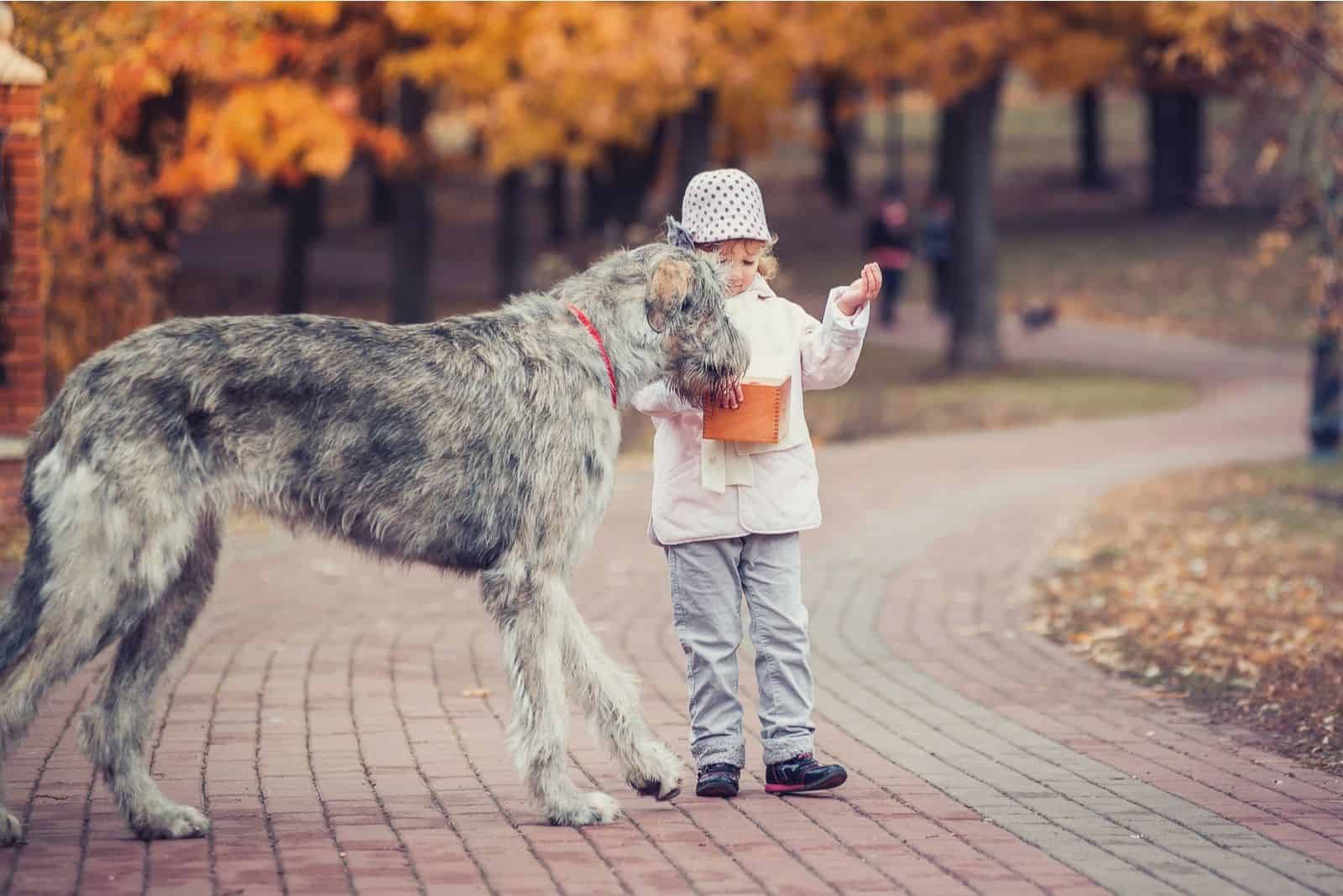 niña con una piruleta y un gran lobo irlandés en el bosque de otoño