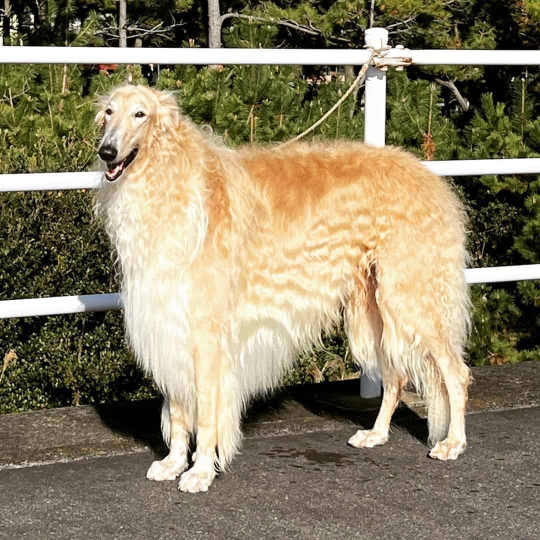 borzoi oro