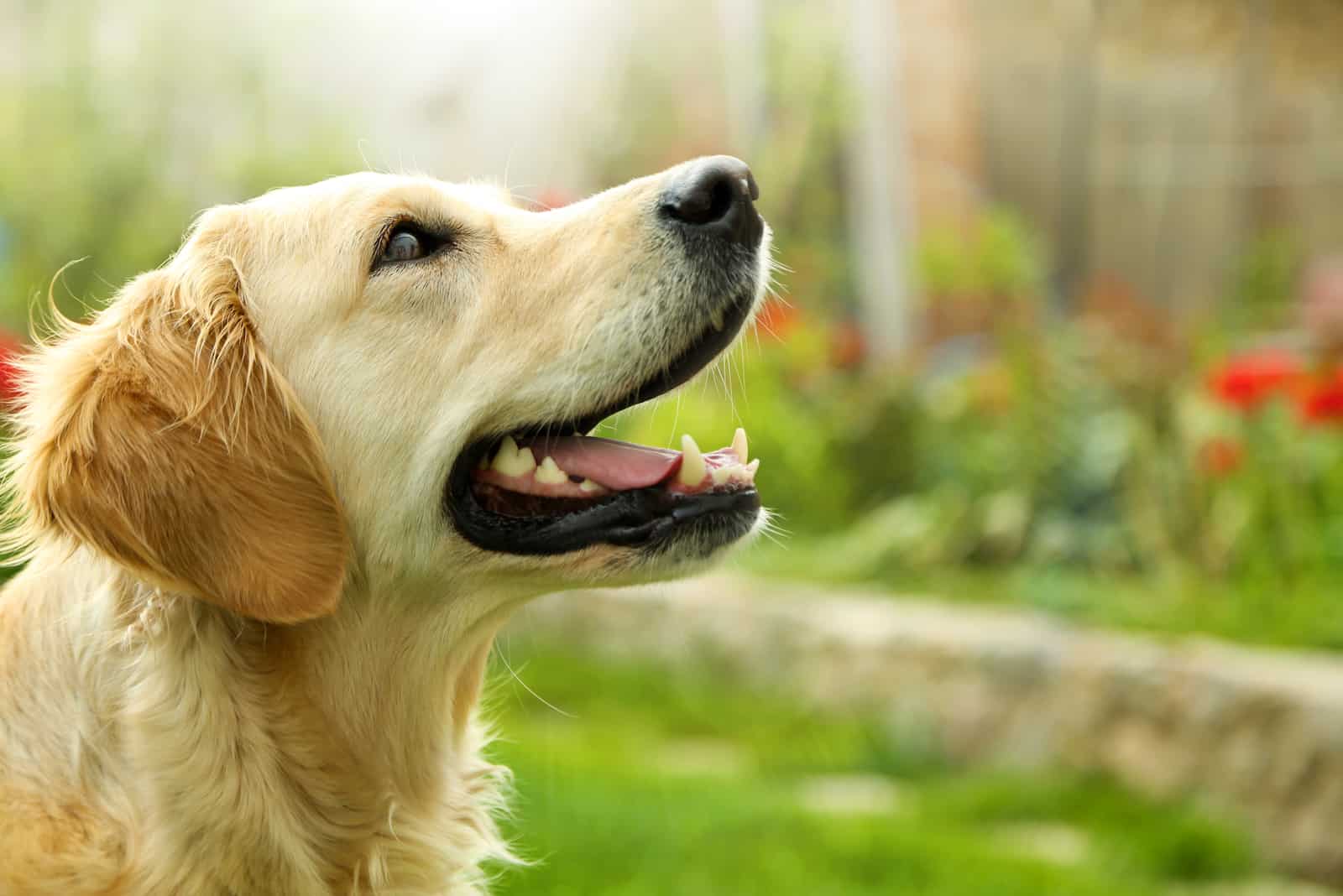 Golden Retriever mirando hacia arriba