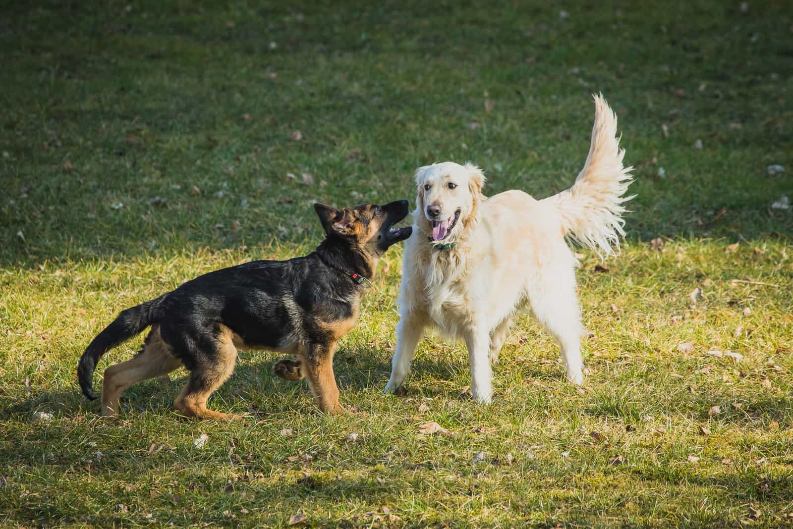 Golden Retriever jugando con otro perro afuera