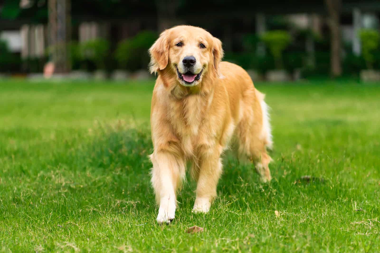 Golden Retriever de pie sobre césped