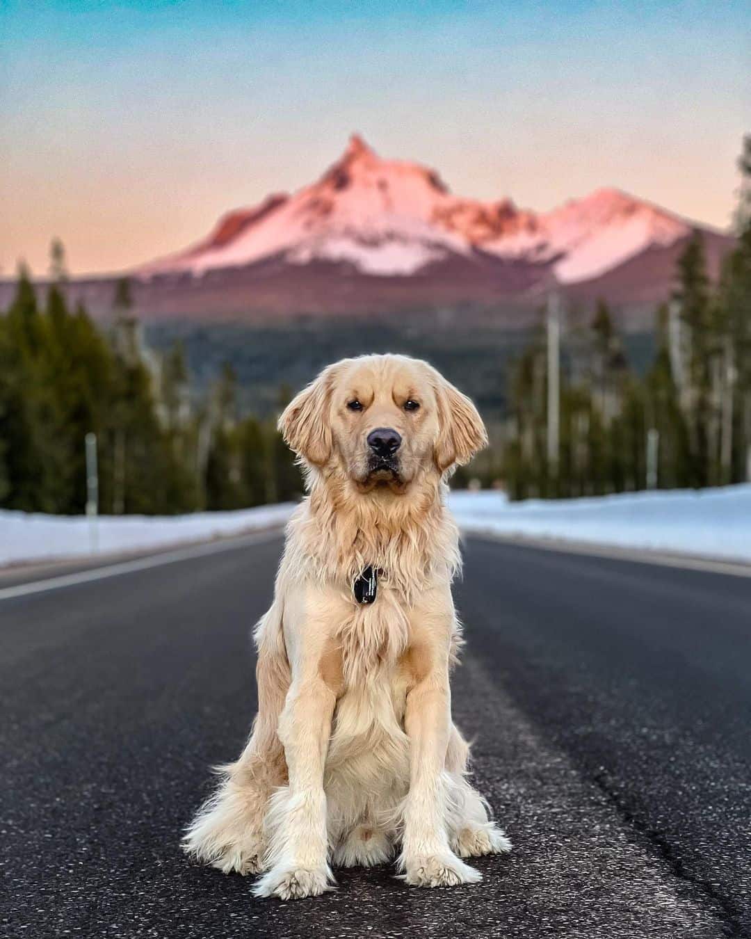 Golden Retriever de pie en el camino mirando a la cámara