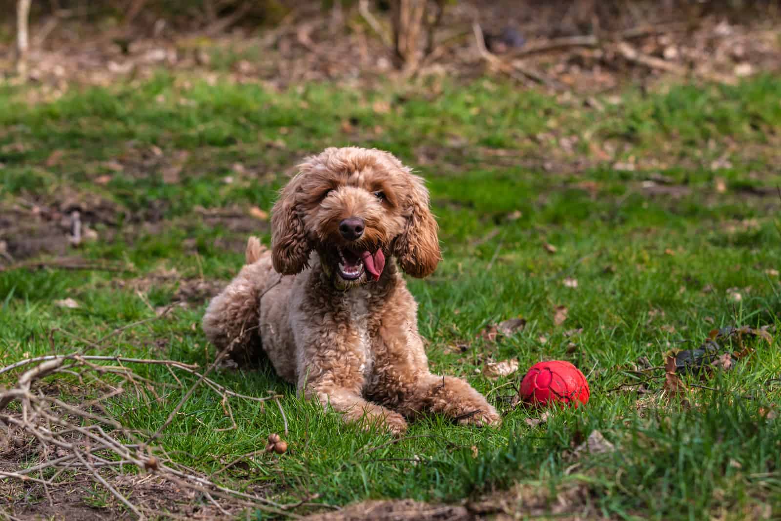 perro cockapoo dorado
