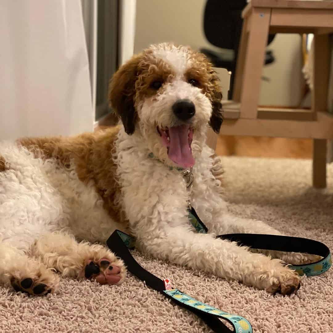 perro golden mountain doodle