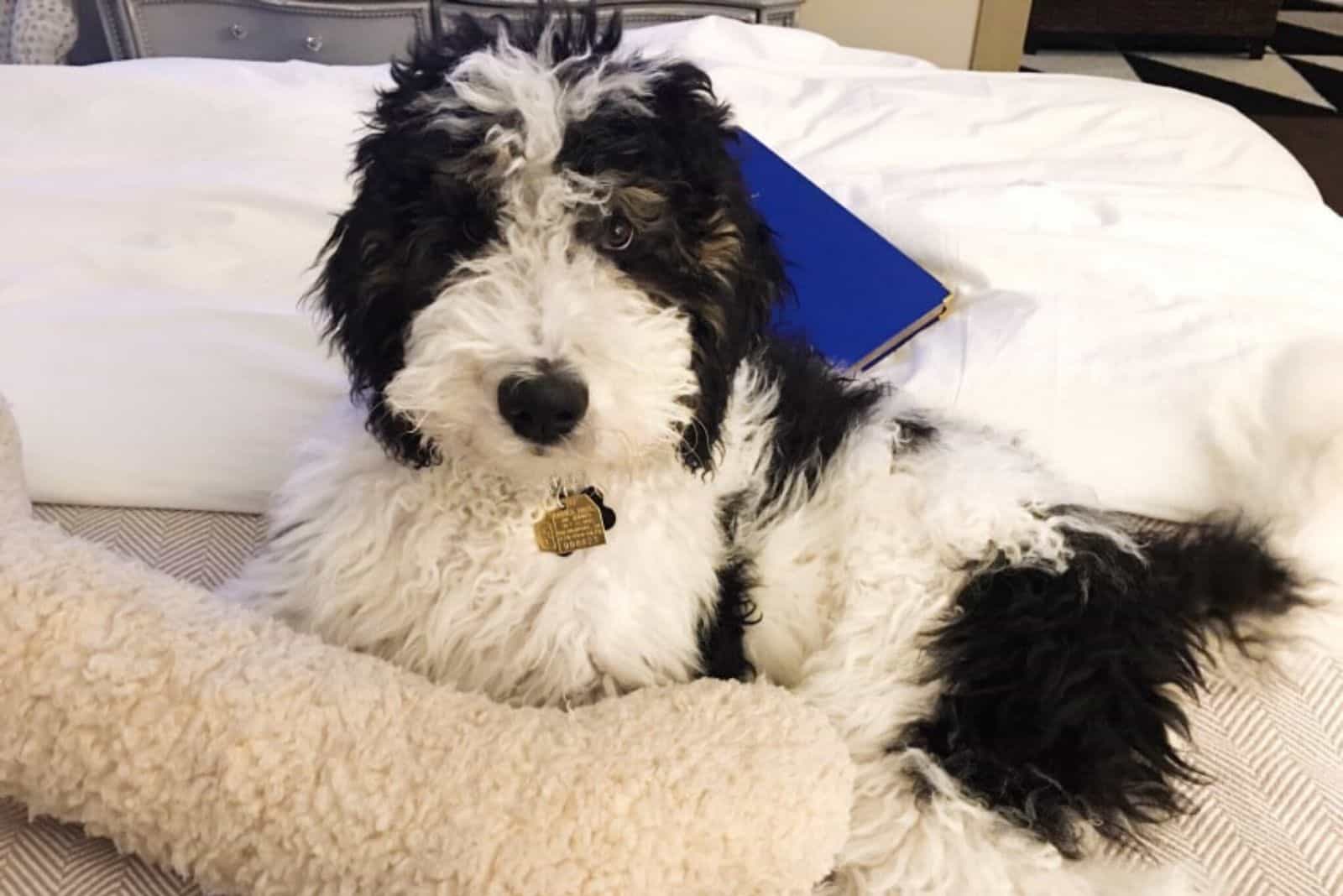 golden mountain doodle tumbado en la cama