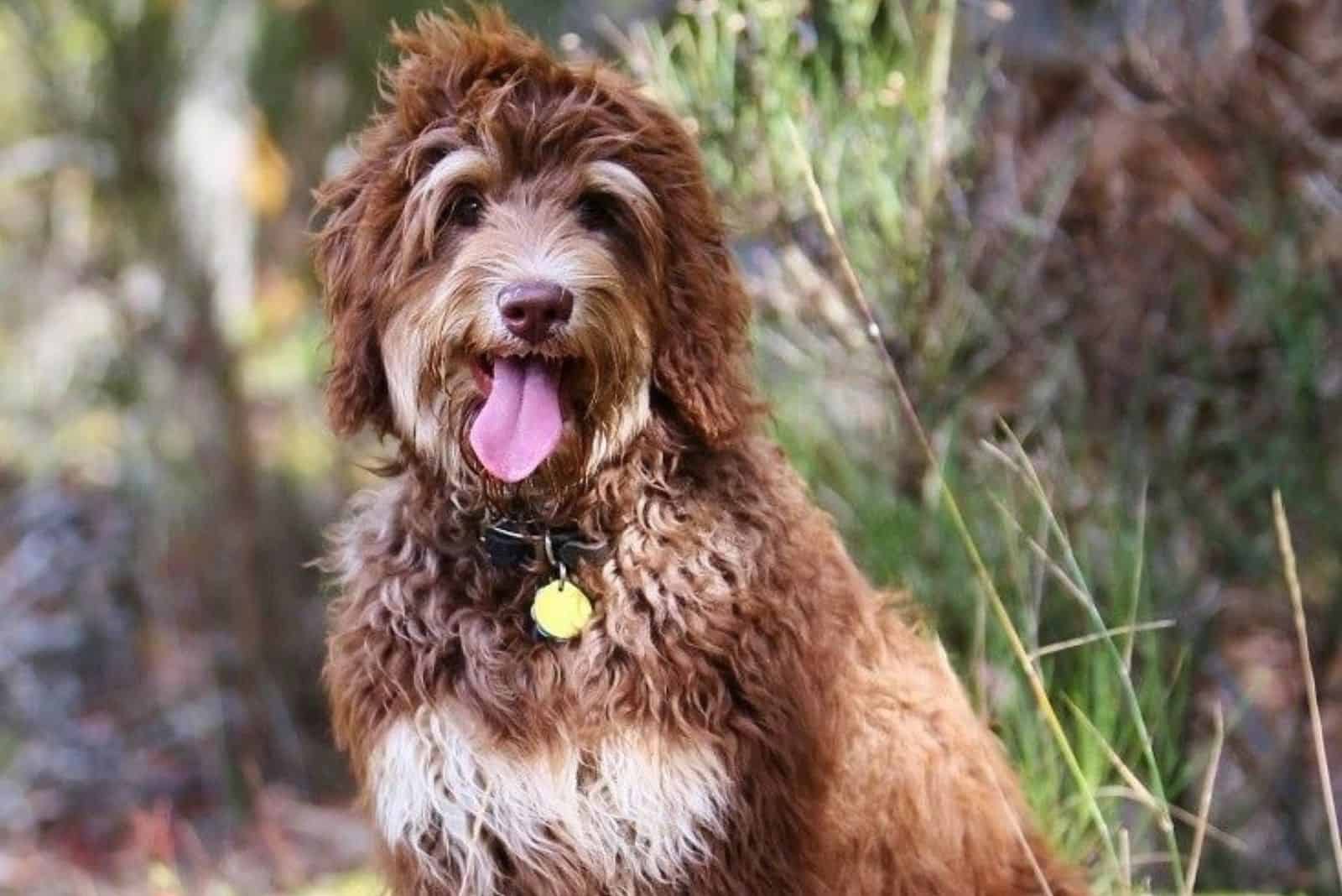 golden mountain doodle sentado lengua fuera