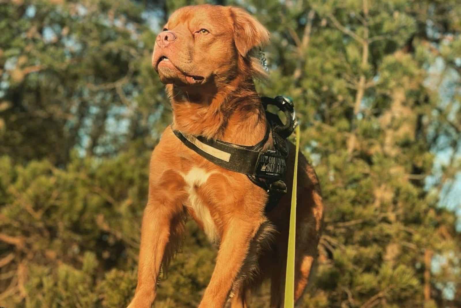 Pitbull dorado