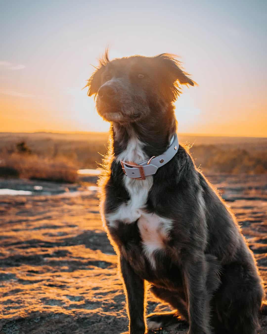 pitbull dorado