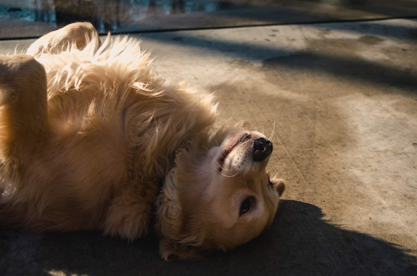 golden retriever acostado en el suelo