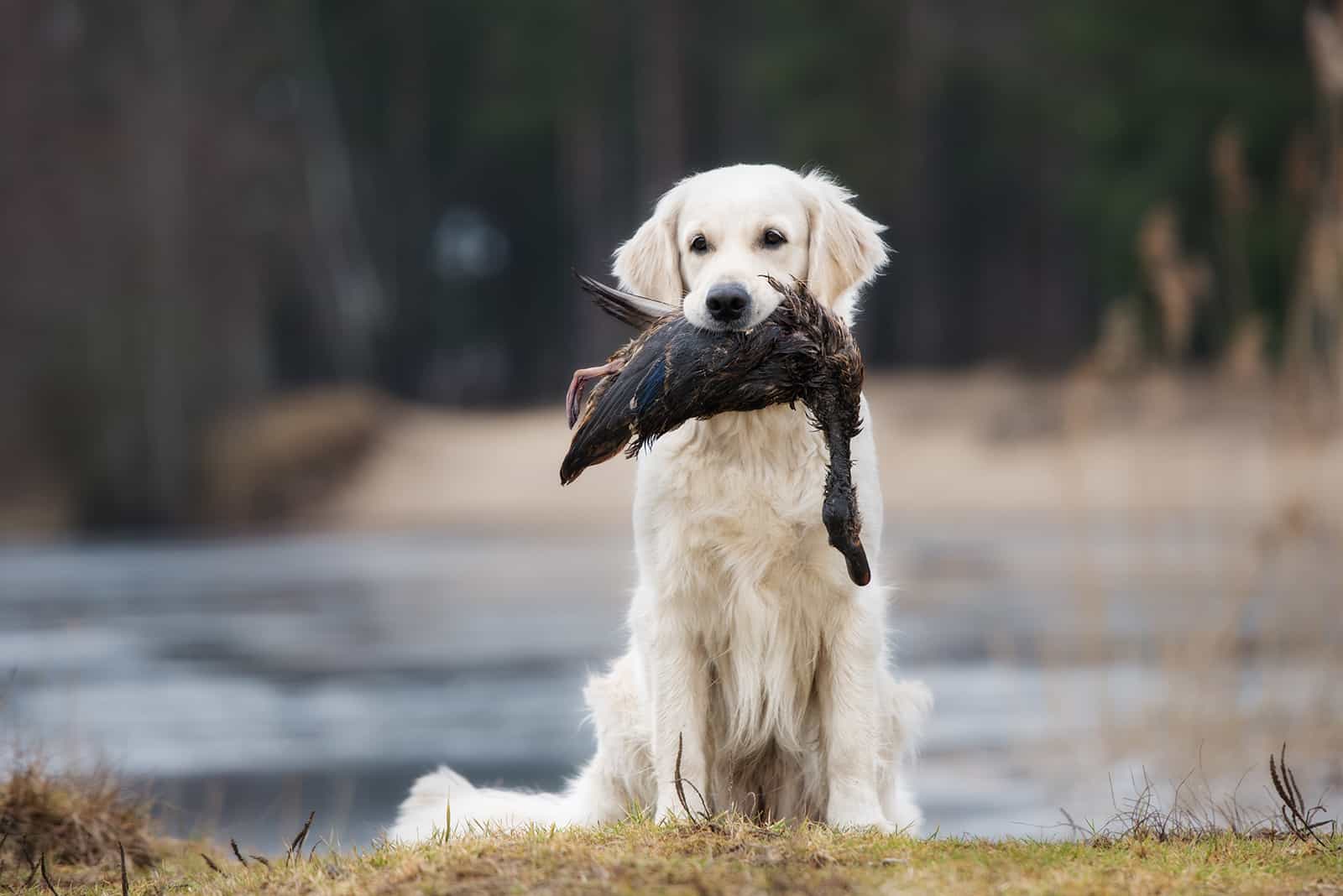 Perro golden retriever cazando que sostiene un pato