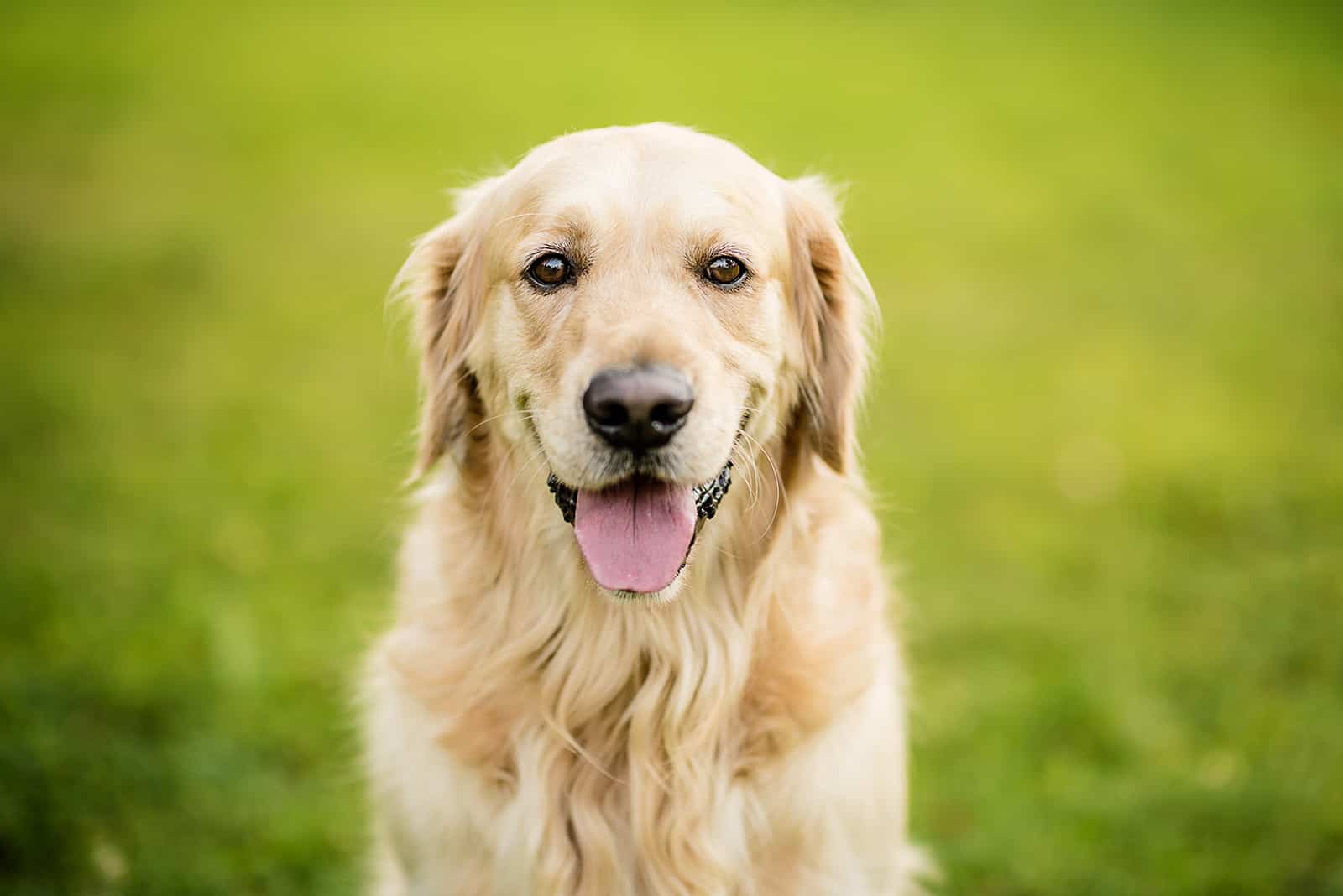 golden retriever sentado en el césped