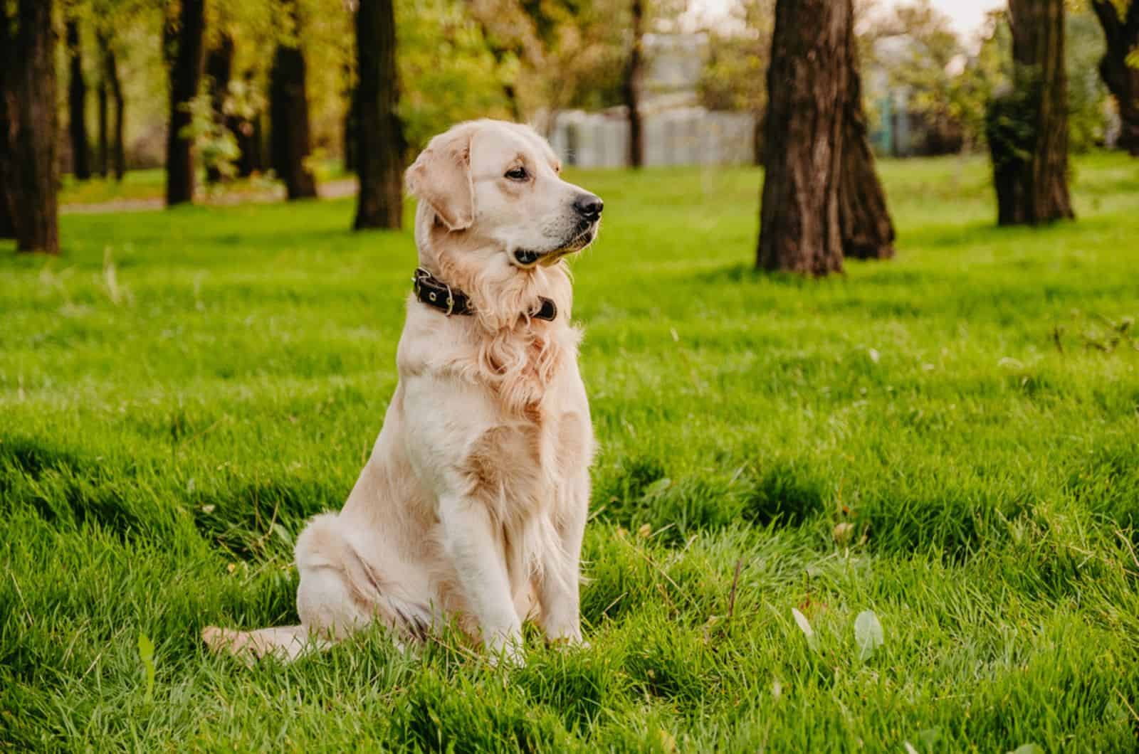 golden retriever sentado en el parque