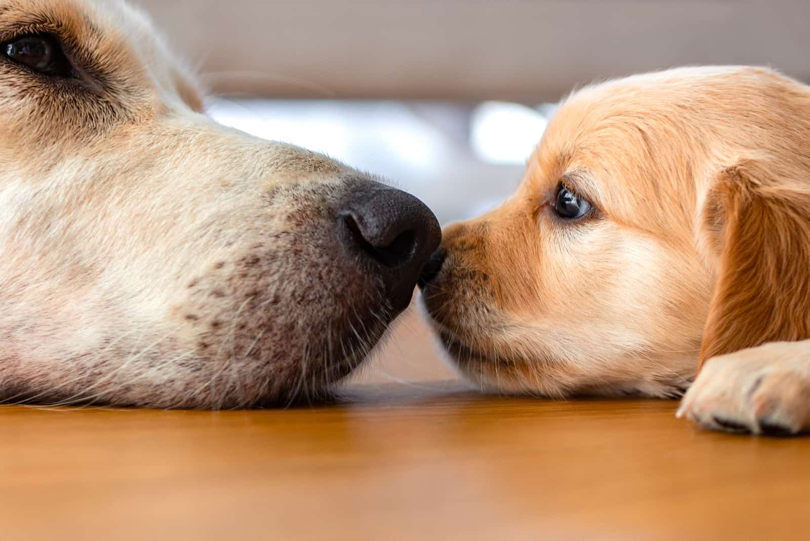 golden retriever y su cachorro tocándose las narices