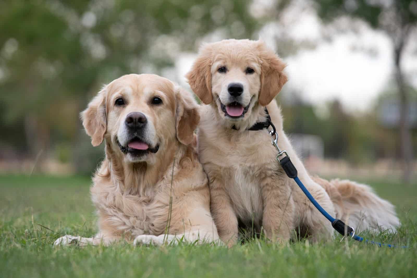 golden retriever y cachorro