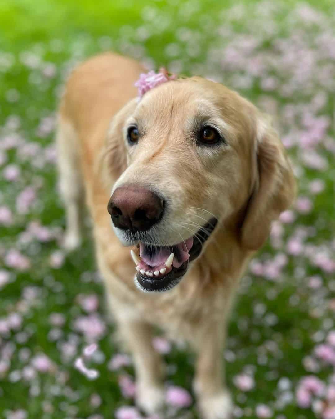 Golden Retriever mezclado con Bloodhound