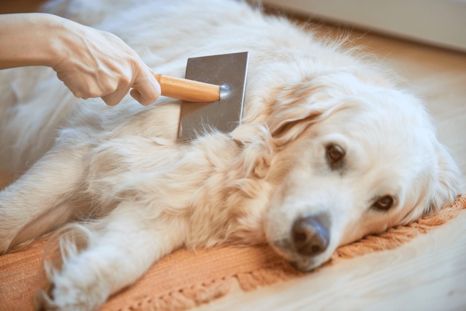 mujer cepillando a golden retriever