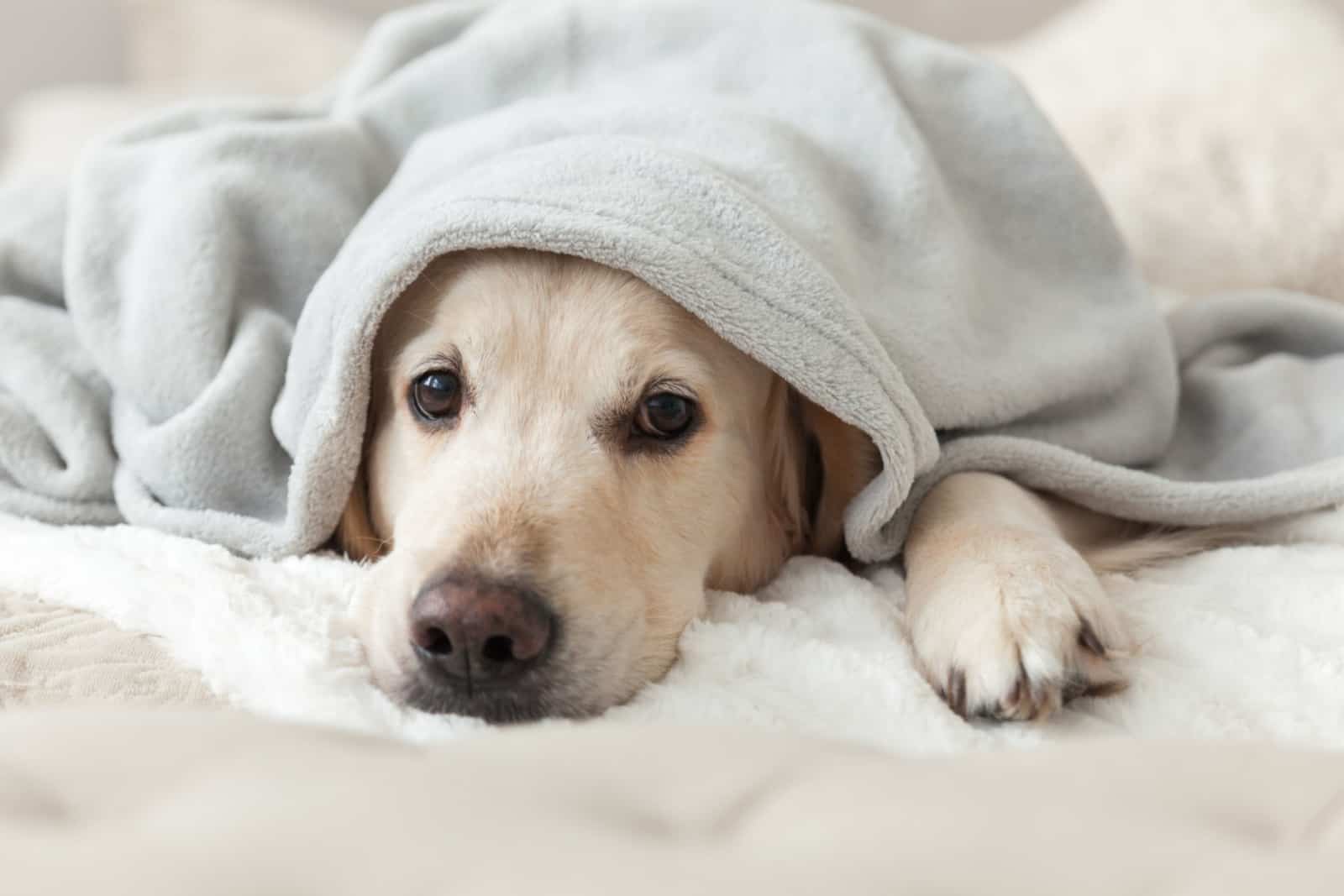 golden retriever bajo una manta gris clara