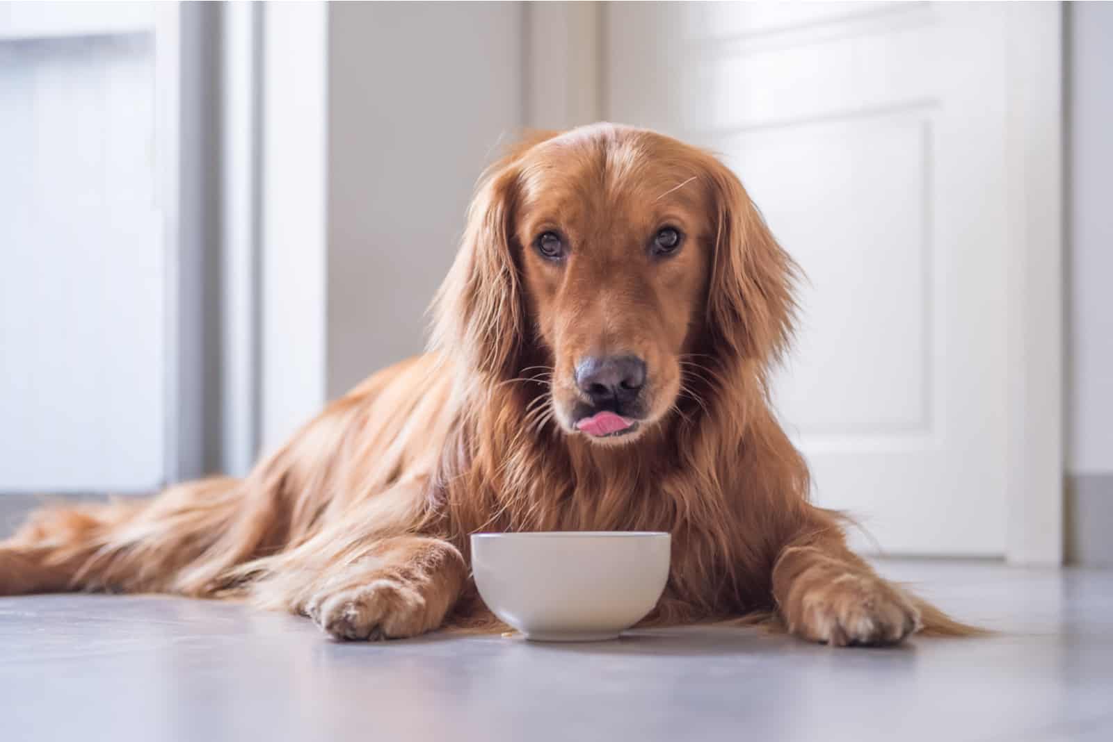 golden retriever comiendo