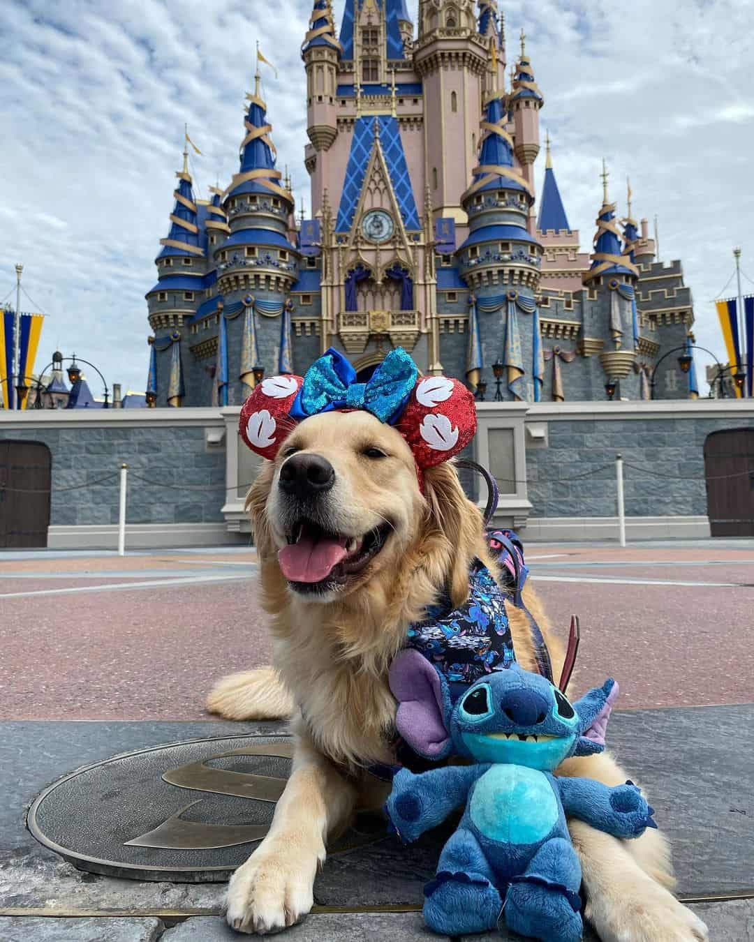golden retriever en disneyworld