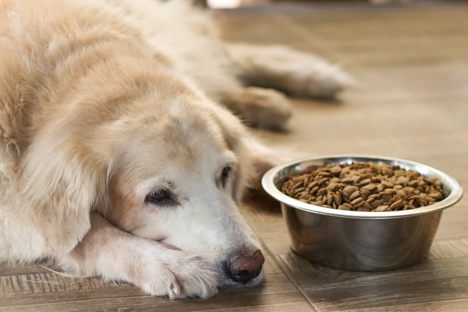 golden retriever frente a un plato lleno de comida