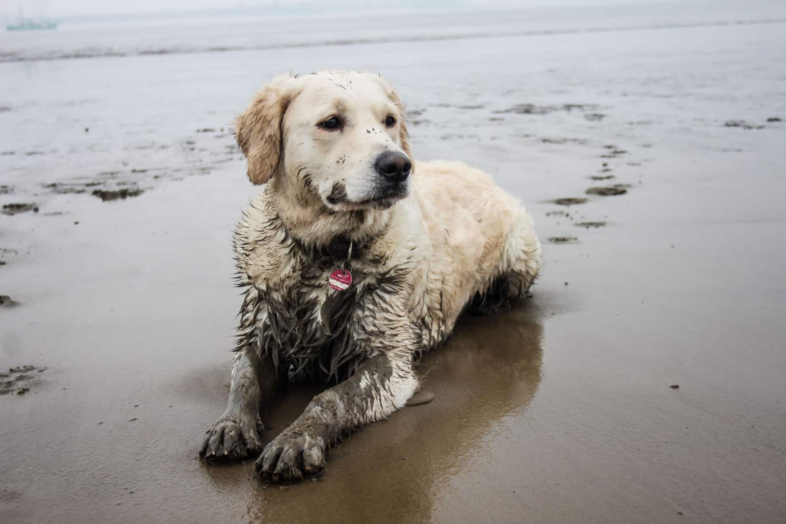 golden retriever acostado en la playa
