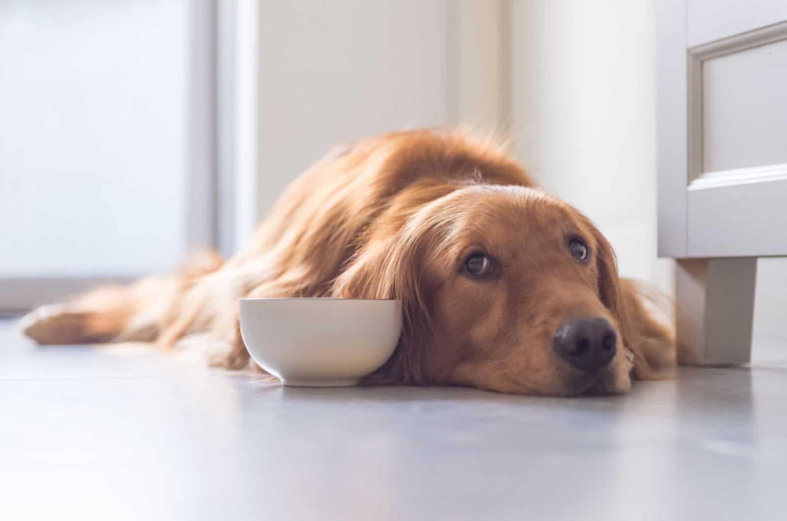 golden retriever tumbado en el suelo junto a un cuenco