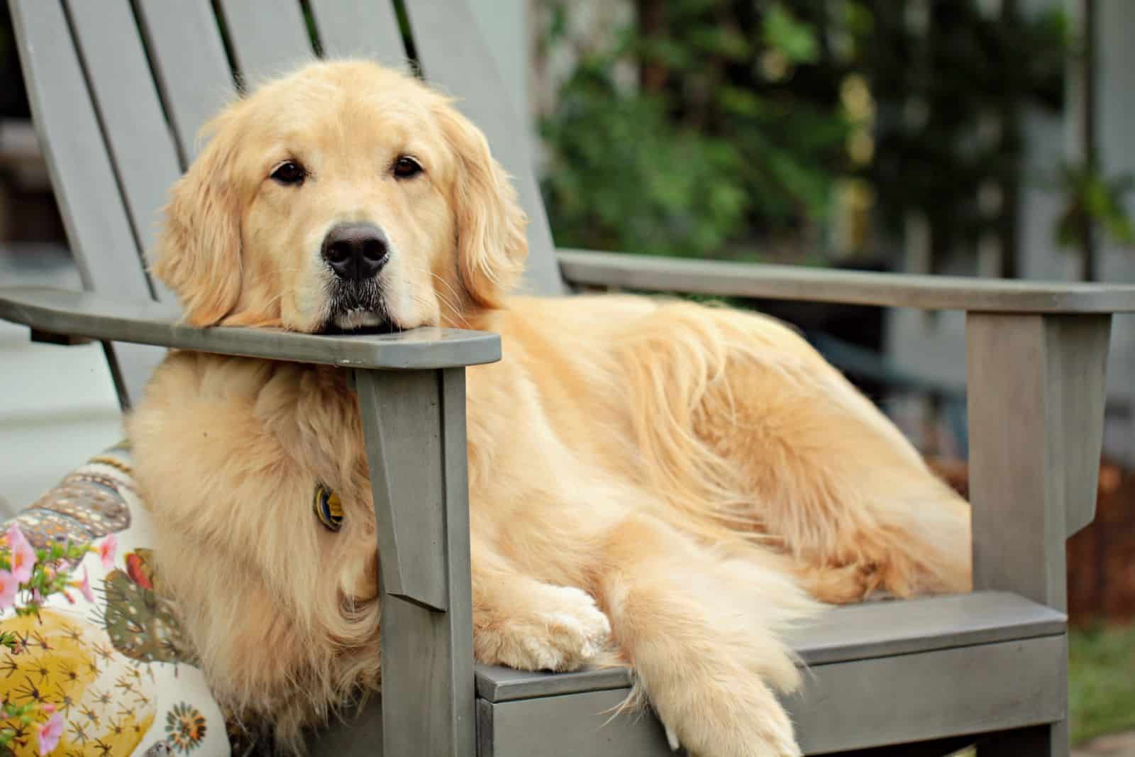 golden retriever en una silla