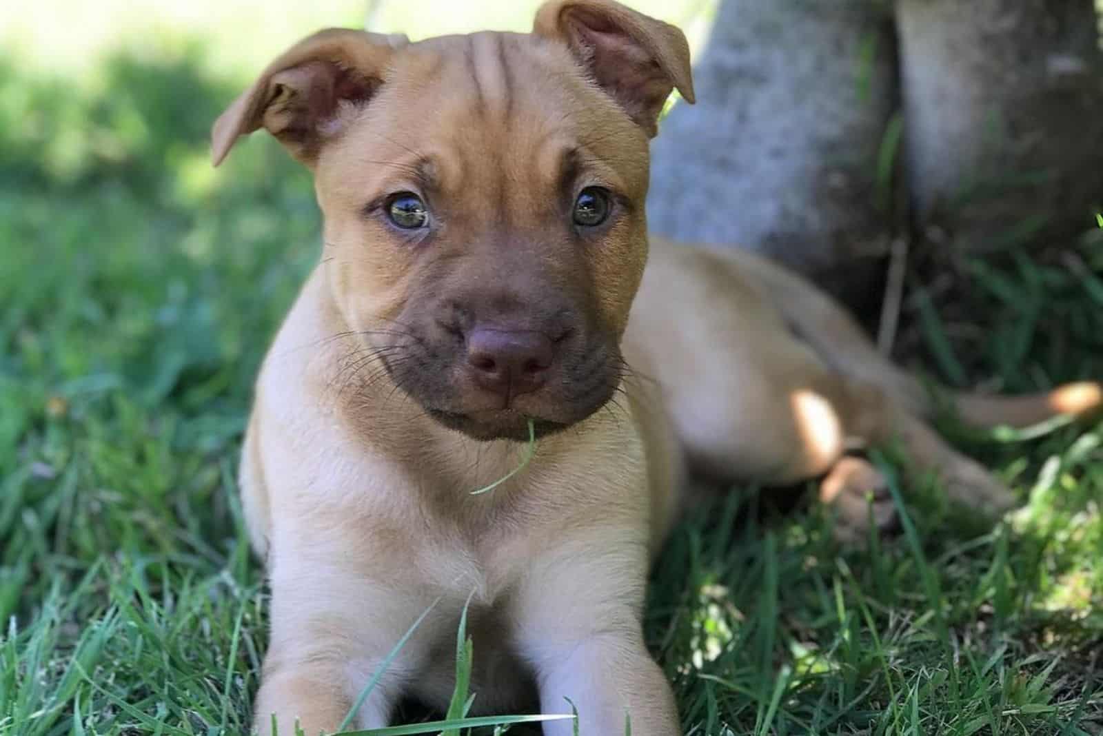 mezcla de golden retriever y pitbull