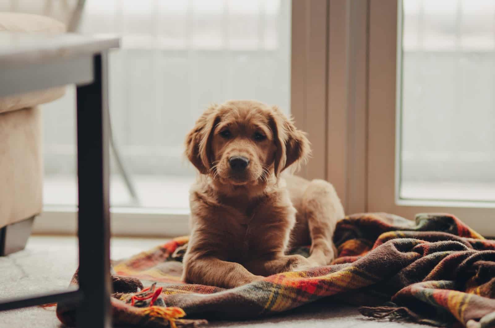cachorro de golden retriever