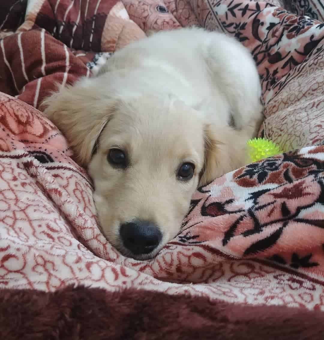 cachorro de golden retriever acostado
