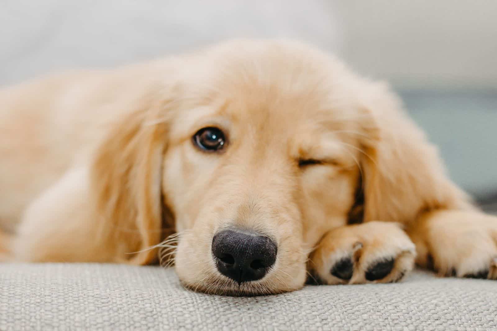 cachorro de golden retriever guiñando un ojo