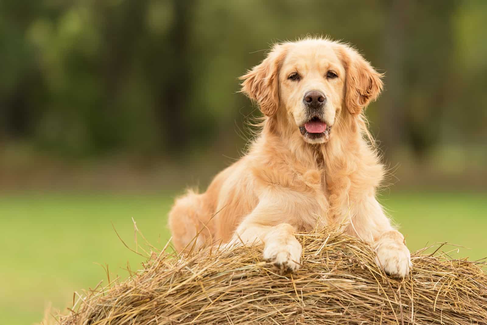 golden retriever descansando en paja