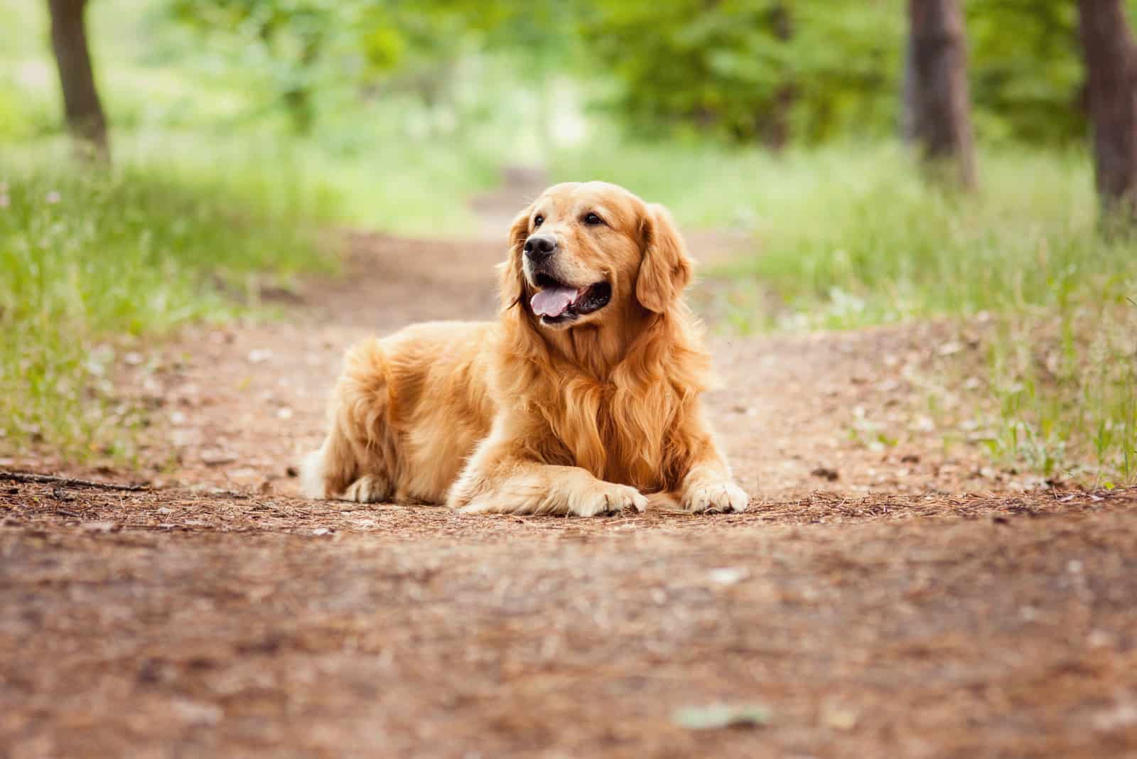 golden retriever descansando
