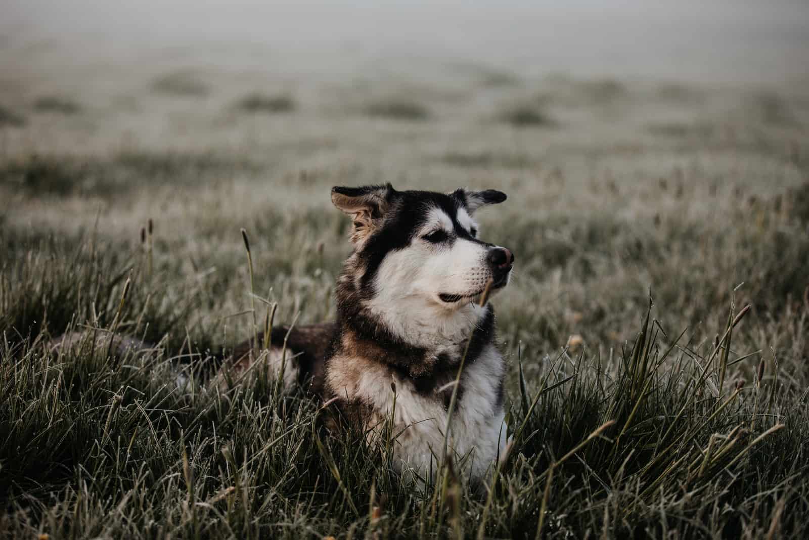 mezcla de golden retriever y husky siberiano